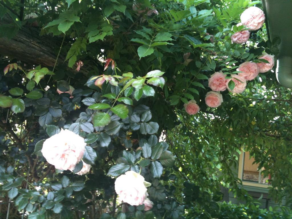 Glen Waverly Farmstay غلين اينيس الغرفة الصورة